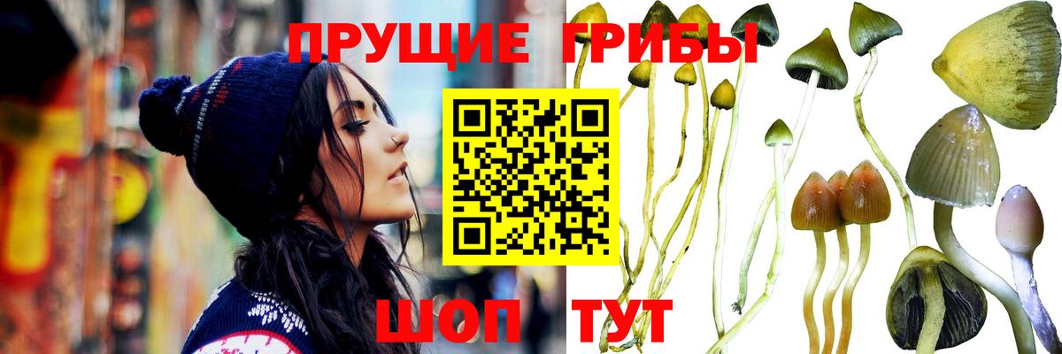 Псилоцибиновые грибы GOLDEN TEACHER  Вход с VPN  как найти   Губкин 